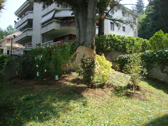 Interventi tutela alberi